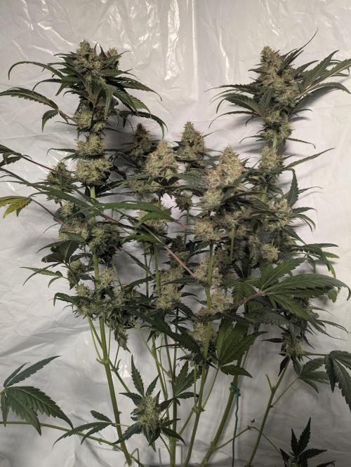 Apollo Haze - mephisto genetics. Week 8