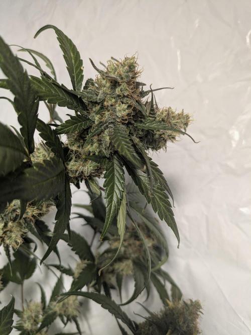 Apollo Haze - mephisto genetics. Week 8