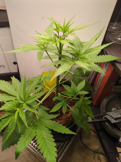 First time Speedrun Seeds: Terp Sneeze. Week 3 - 3 days after topping she looks very good. still needs more feeding