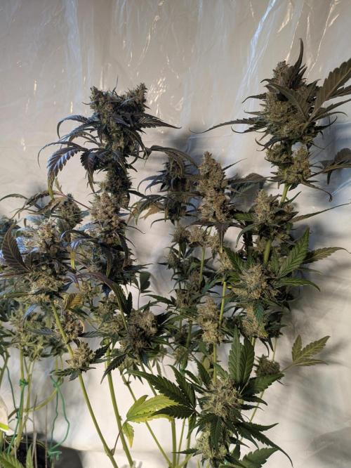 Apollo Haze - mephisto genetics. Week 10