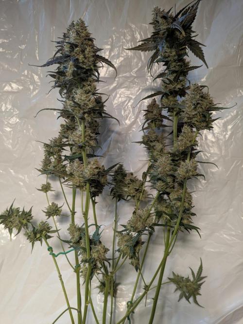 Grow Tent 2x2. Week 10