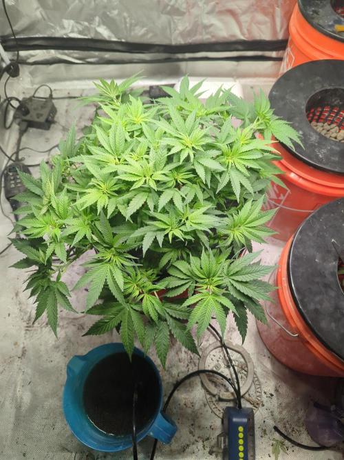 Trop-urkle tropicoma x Steve urkle. Week 2