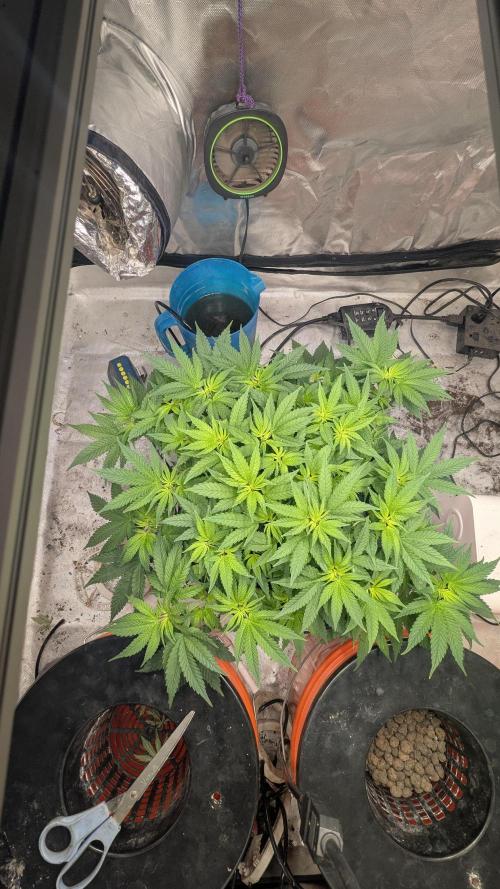 Trop-urkle tropicoma x Steve urkle. Week 2