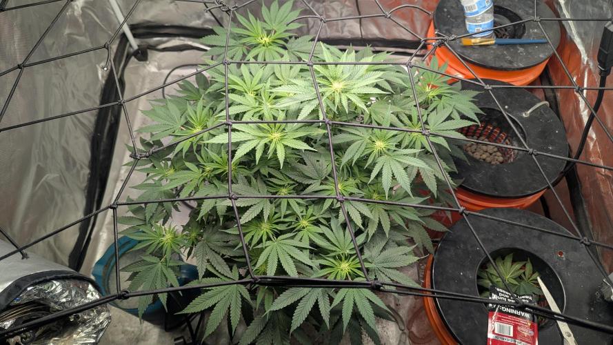 Trop-urkle tropicoma x Steve urkle. Week 3 - Topped every Branch 