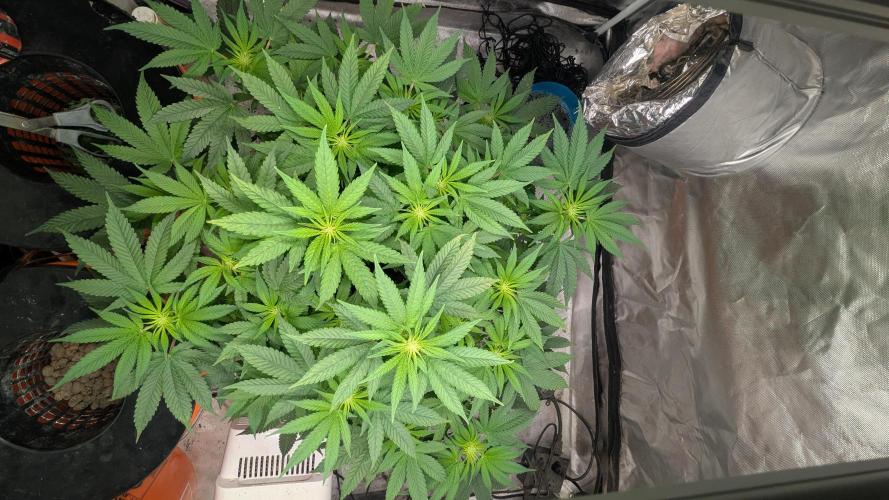 Trop-urkle tropicoma x Steve urkle. Week 3