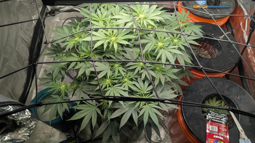 Trop-urkle tropicoma x Steve urkle. Week 3