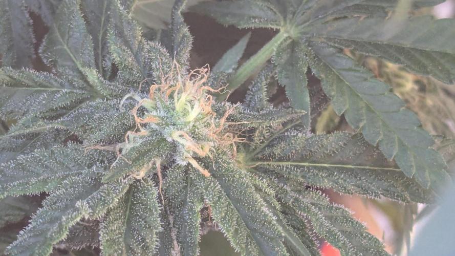 Trop-urkle tropicoma x Steve urkle. Week 5 - So frosty . 