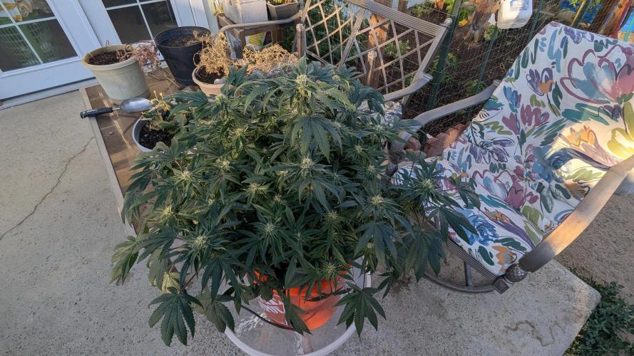 Trop-urkle tropicoma x Steve urkle. Week 5 - Smells like fruity gas/ dog piss lol.. 