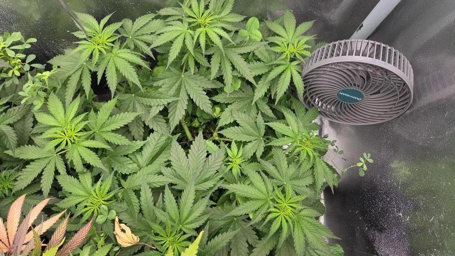 T.H.Seeds Bubble Banana Gum. Week 6 - Tag 44
Blütetag 9