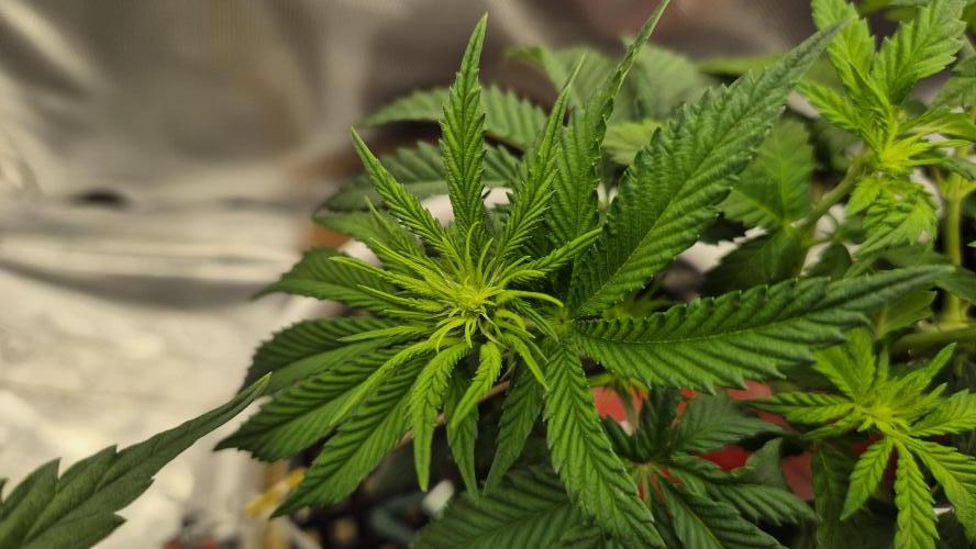 Gorillamelon (Pringles-Cup). Week 6 - Tag 40
Blütetag 15