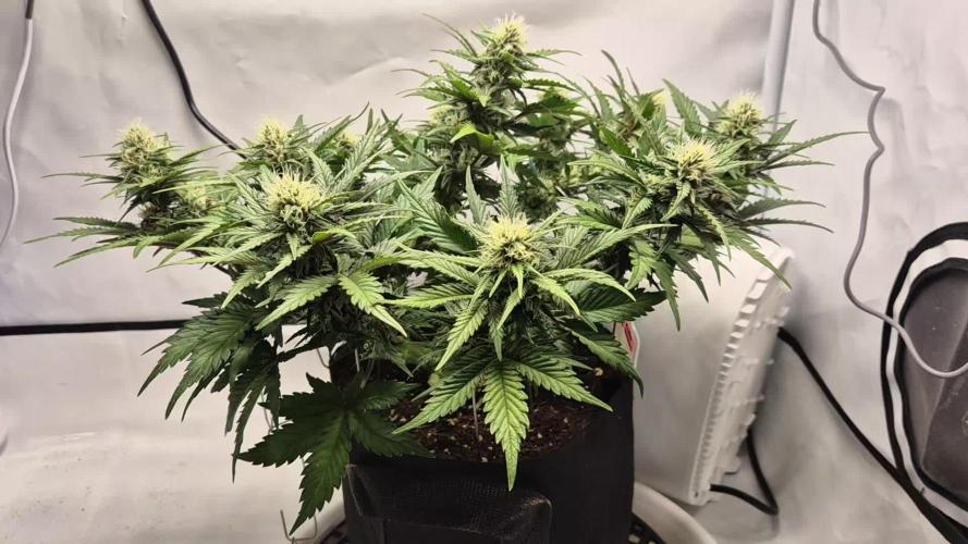 Anesias Auto Blueberry Banana 