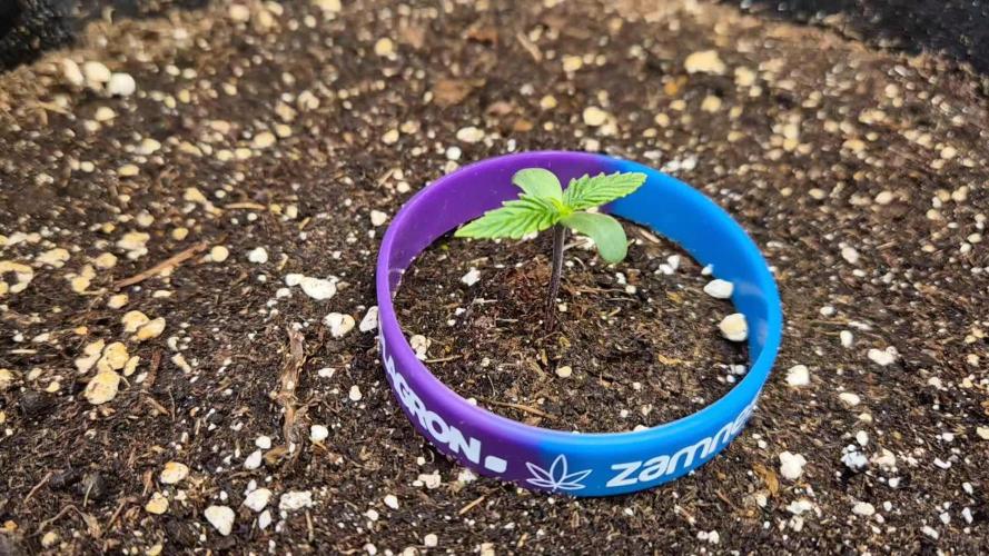 Eternity Grow Cup 2025