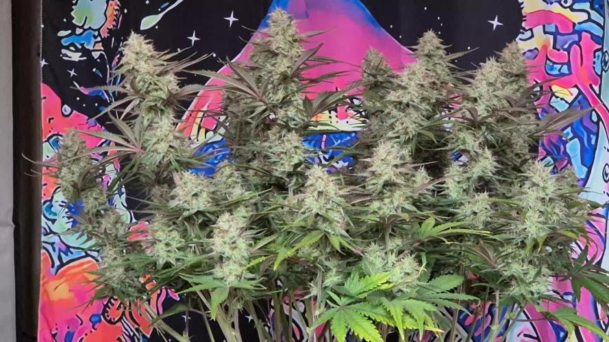 Sweet Seed's Papaya Zoap Auto