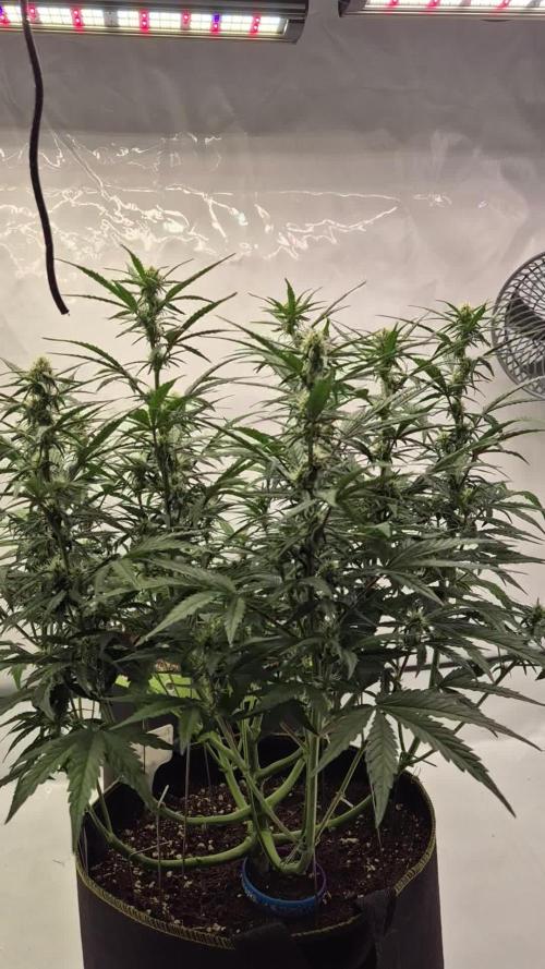 Eternity Grow Cup 2025