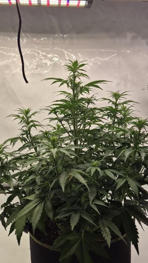 Eternity Grow Cup 2025