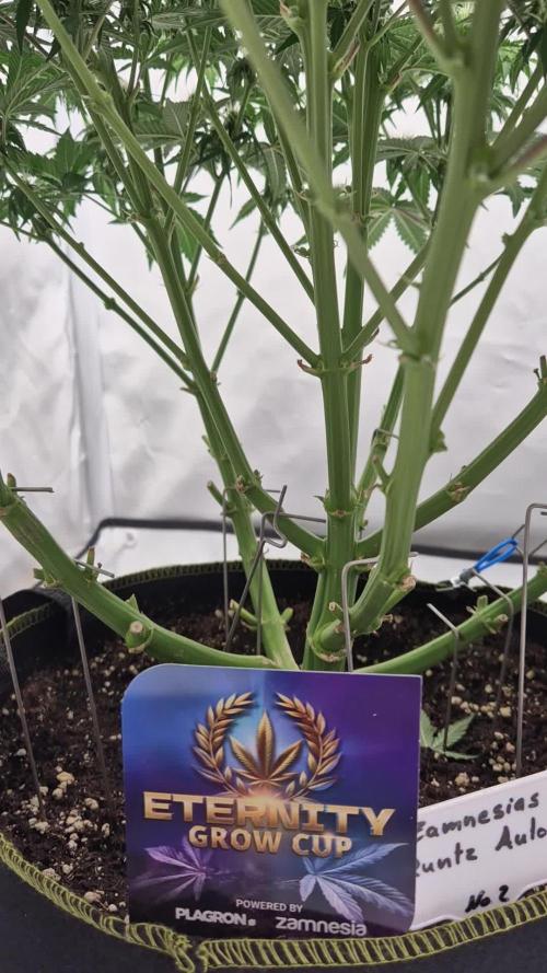 Eternity Grow Cup 2025