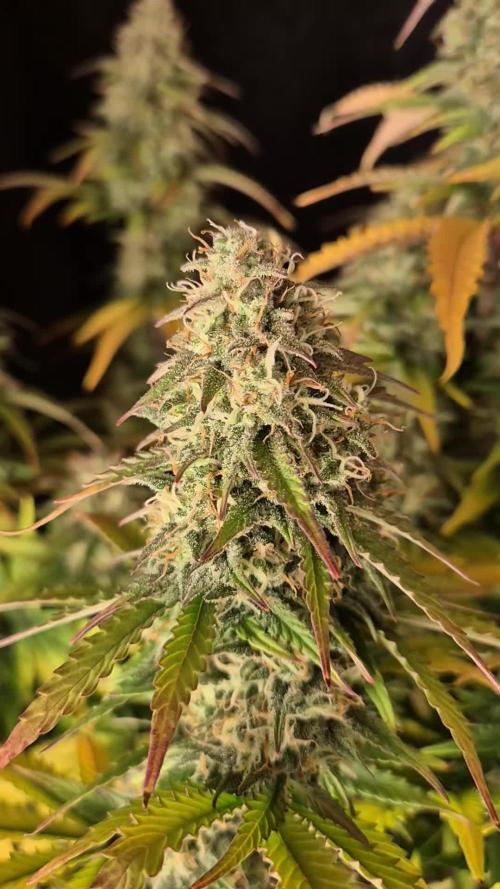 Eternity Grow Cup 2025