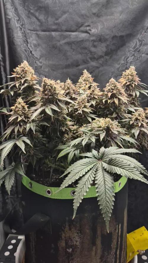 Anesias White Runtz