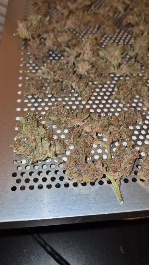 Operation Roter Phäno