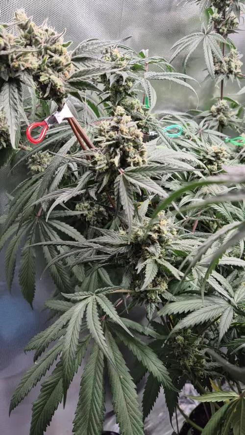 ShopSeedsNotBombs