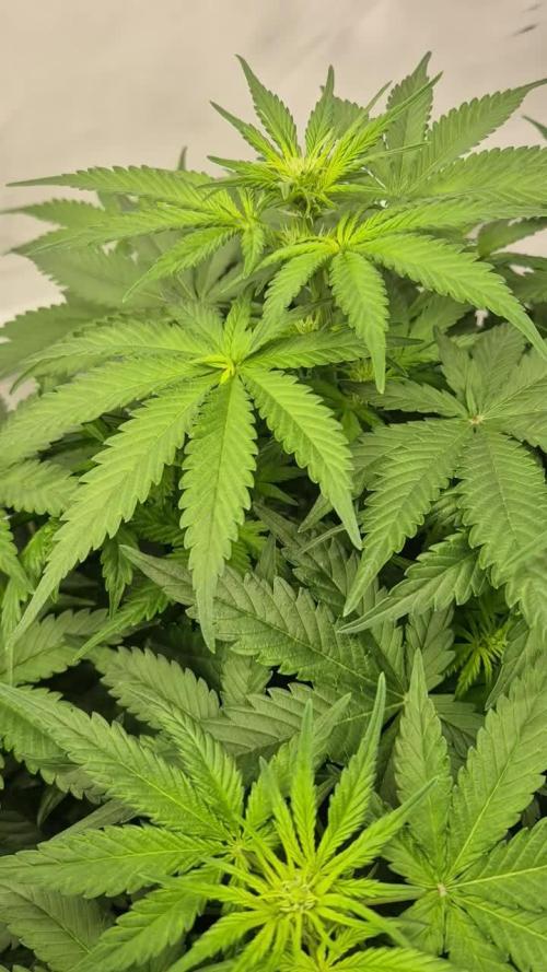 Schwarzes Mondgestein