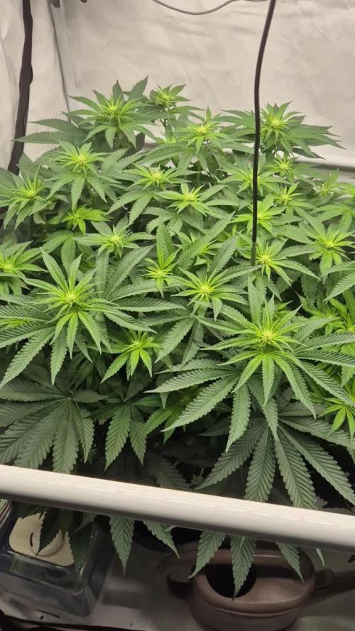 Melonade frisch aus dem Vulkan!