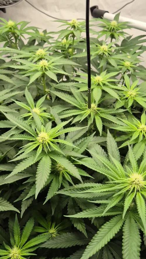 Melonade frisch aus dem Vulkan!