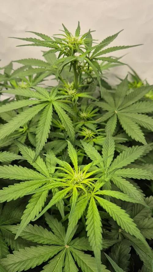 Schwarzes Mondgestein