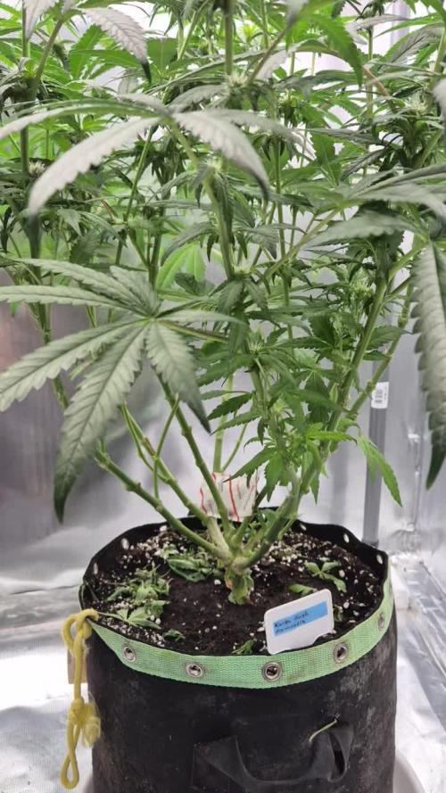 Kush für Karen