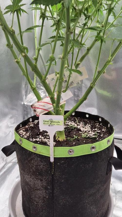 Melonade frisch aus dem Vulkan!