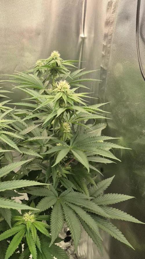 Melonade frisch aus dem Vulkan!