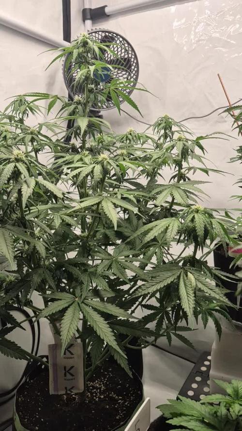 Schwarzes Mondgestein