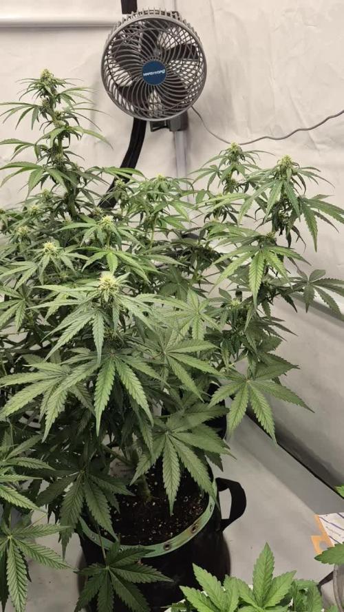 Schwarzes Mondgestein