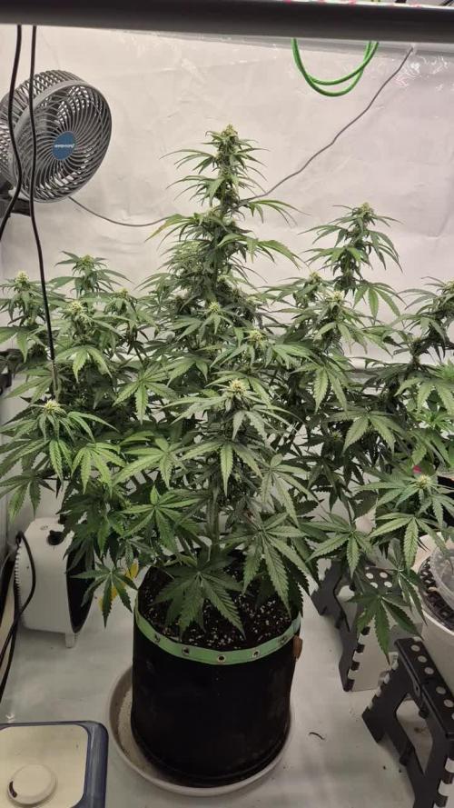 Schwarzes Mondgestein