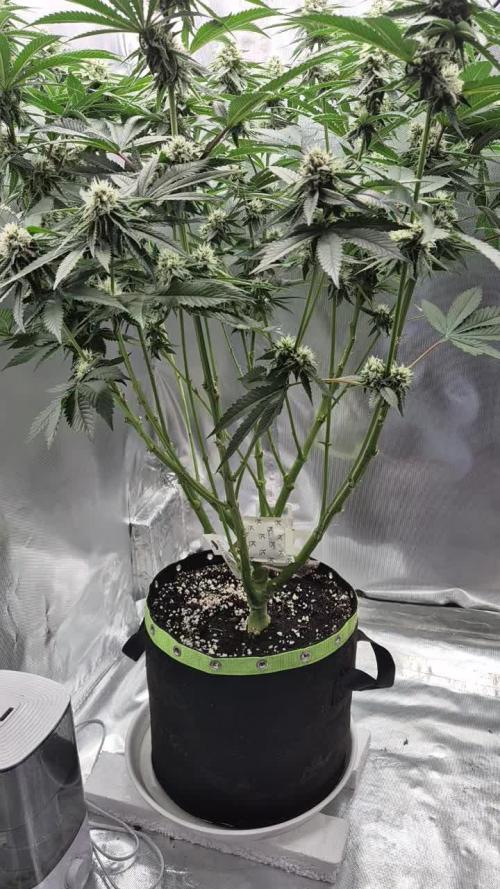 Melonade frisch aus dem Vulkan!