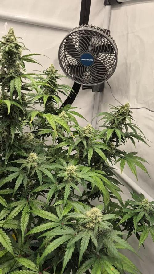 Schwarzes Mondgestein