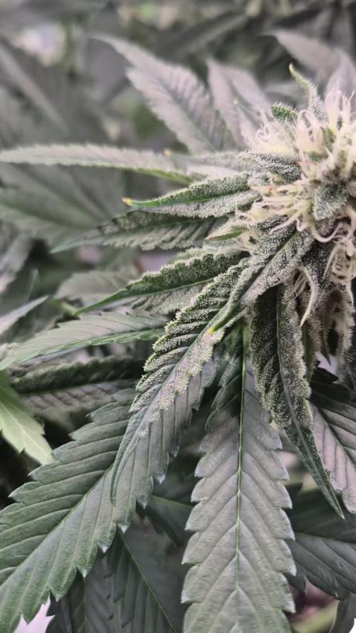 Melonade frisch aus dem Vulkan!