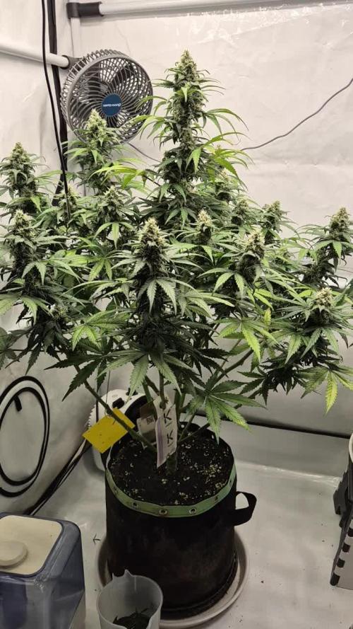 Schwarzes Mondgestein