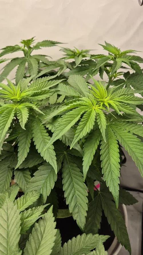 Kekse aus den Tropen