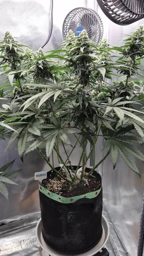 Kush für Karen