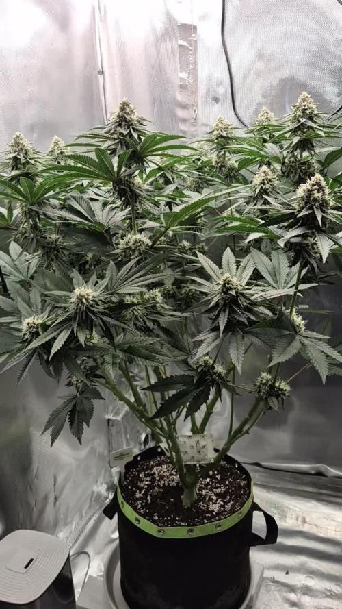 Melonade frisch aus dem Vulkan!