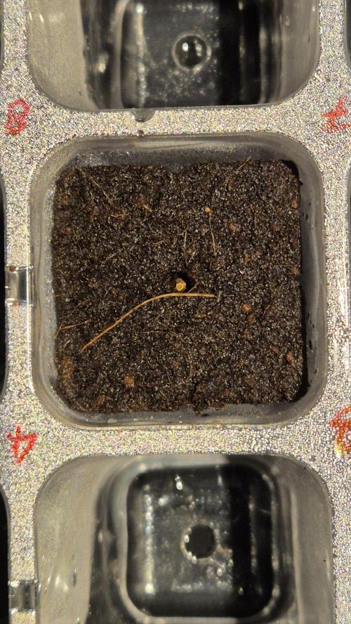 Schokolade. Week 0 - Tag 0.1