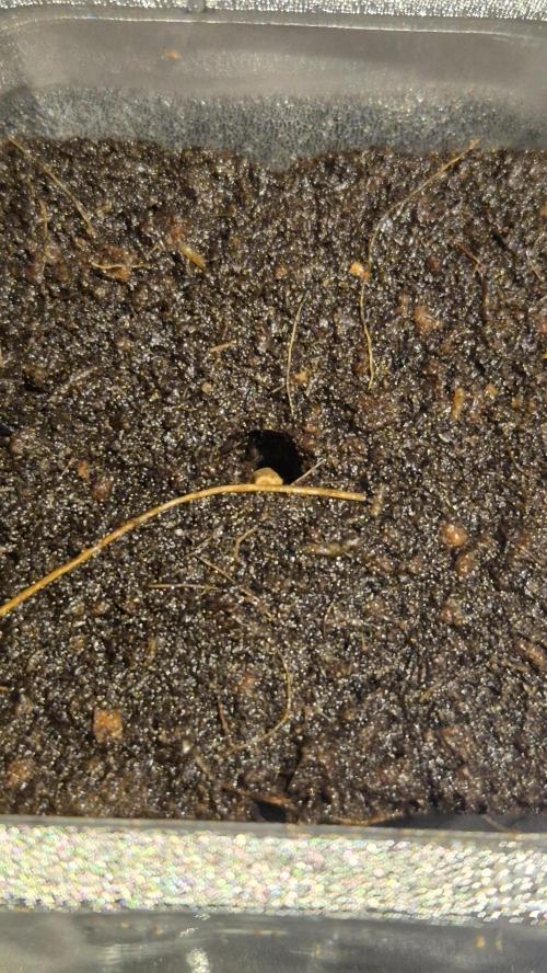 Schokolade. Week 0 - Tag 0.1