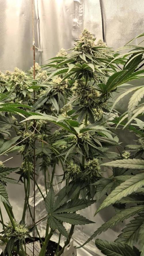 Melonade frisch aus dem Vulkan!