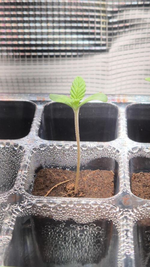 Schokolade. Week 0 - Tag 0.6