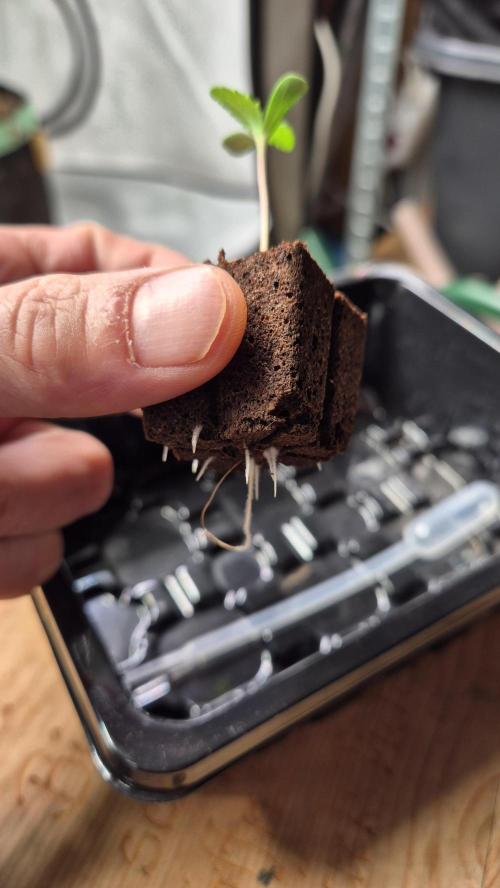 Schokolade. Week 0 - Tag 0.6