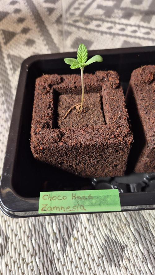 Schokolade. Week 0 - Tag 0.6