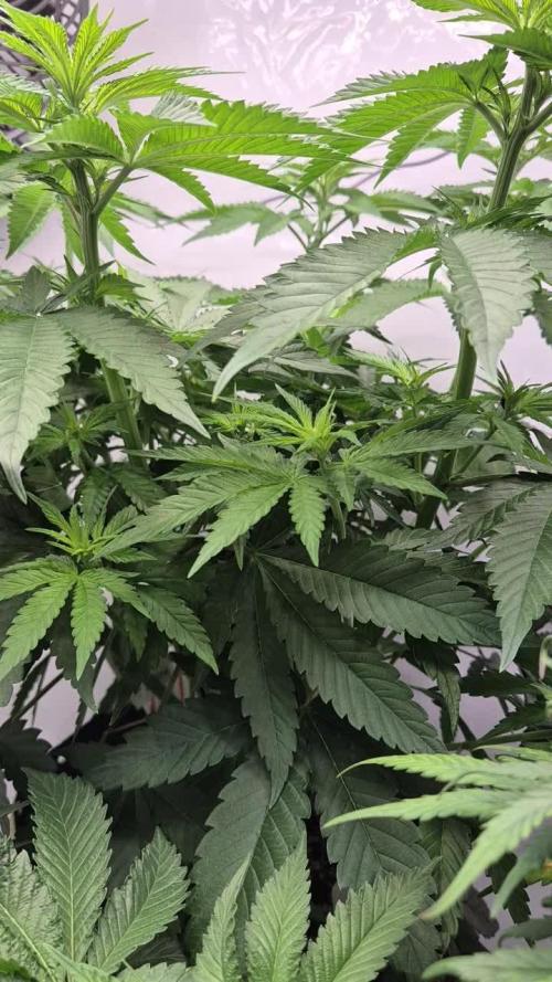 Kekse aus den Tropen