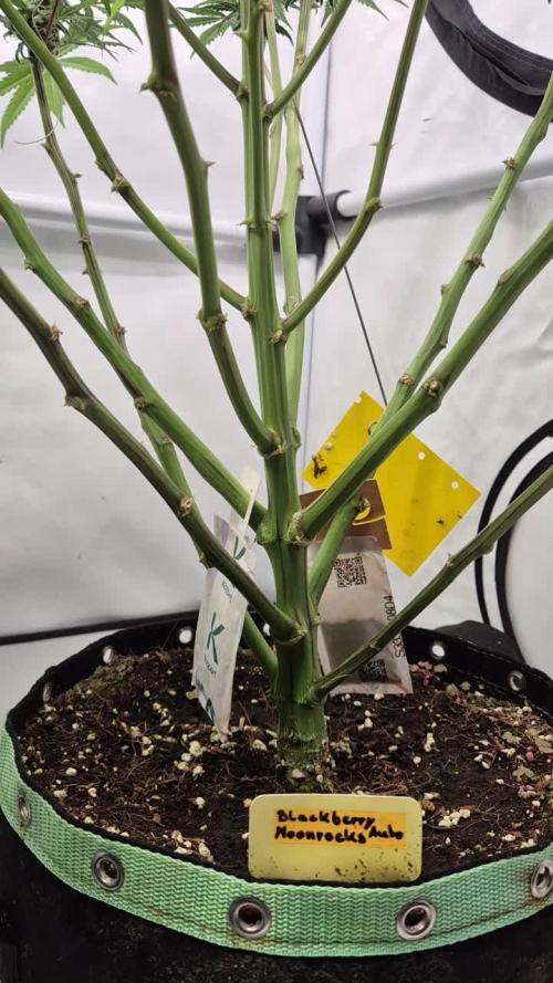 Schwarzes Mondgestein