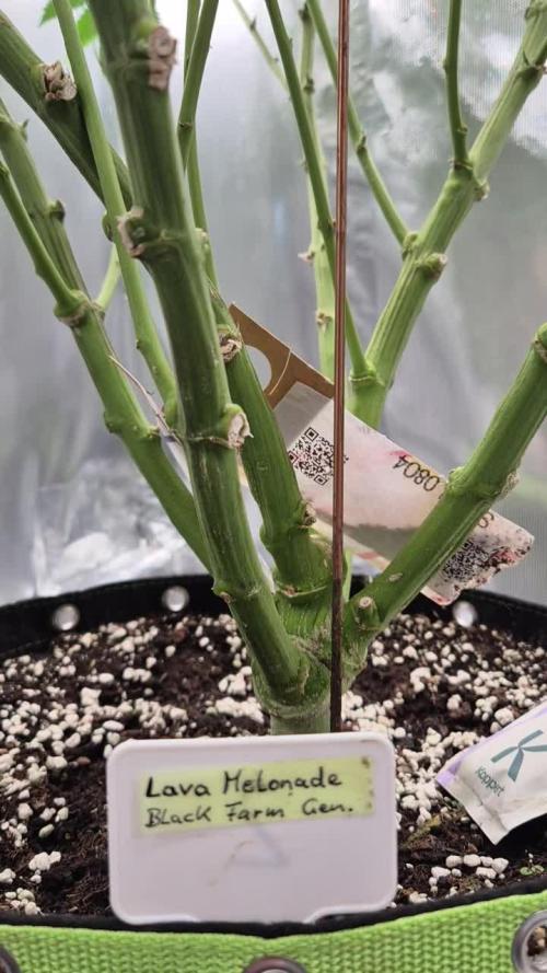 Melonade frisch aus dem Vulkan!